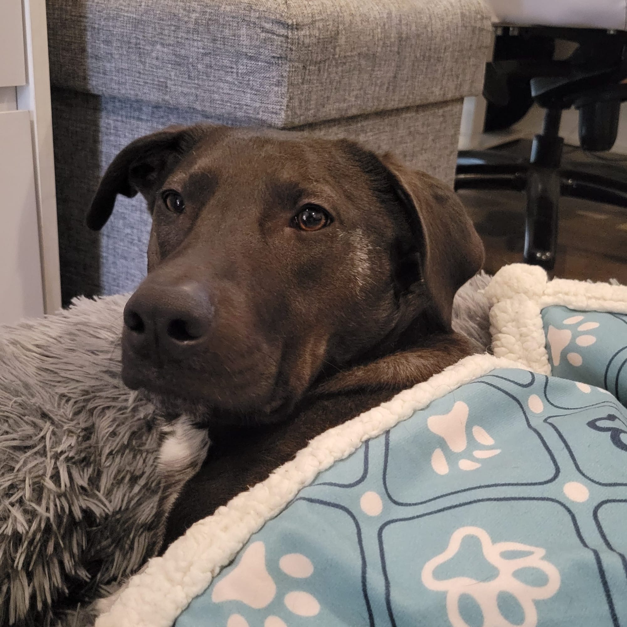 My beautiful black lab tucked in under a blue blanket for a nap. The blue blanket has paw prints on it. It's very cute.